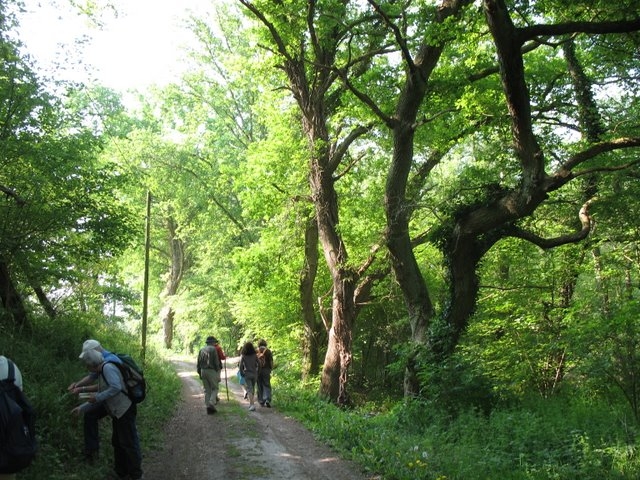 2007 04 Plantes alimentaires 19